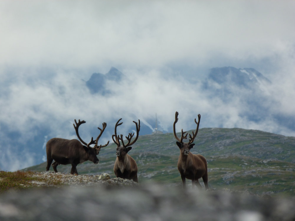 Noorwegen-foto's 570.000 kilometer