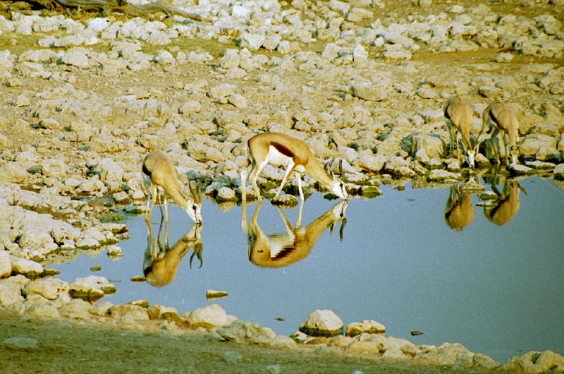 Namibi&euml;